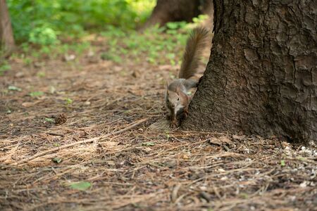 Wild squirrels appearing in a park in the townの写真素材
