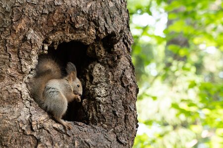 Squirrels from the nestの写真素材
