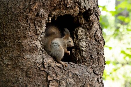 Squirrels from the nestの写真素材