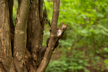 Squirrel climbing on a tree