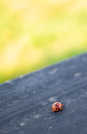 A ladybug crawls along a black fence against a background of blurred grassの写真素材