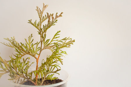 The seedling of the tui conifer in a plastic glassの写真素材