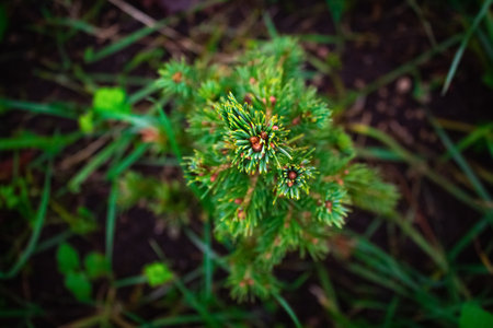 Little fir grows on the street in dark tonesの写真素材