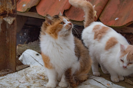 Two white-red cats on the street in the countryside