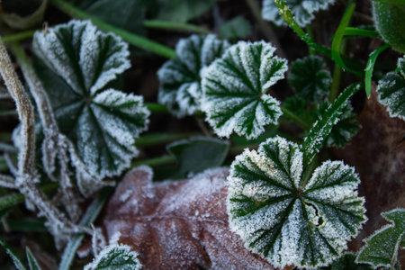 Round patterned leaves in the grass covered with snow