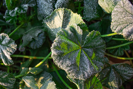 Dark green leaves covered with snow on sunny winter morning