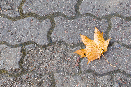 A yellow maple leaf that had fallenの写真素材