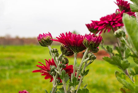 Chrysanthemum Bush on the background of a clear bright skyの写真素材