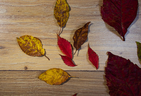 Autumn leaves on laminate flooring in the room