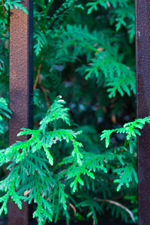 Small fir twigs coming out of the iron railing