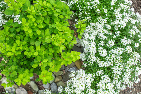 Green barberry bush and alyssum plant grow in the courtyardの写真素材
