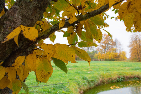 Tree branch with autumn leaves on the background of a green lawn pond and bushes