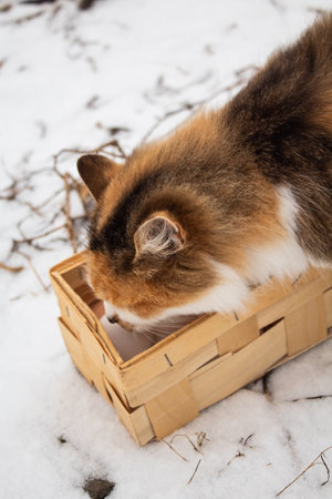 Fluffy red cat sniffs collected eggs in a wicker basketの写真素材