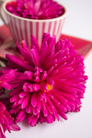 Bright pink chrysanthemum flowers near the pink setの写真素材