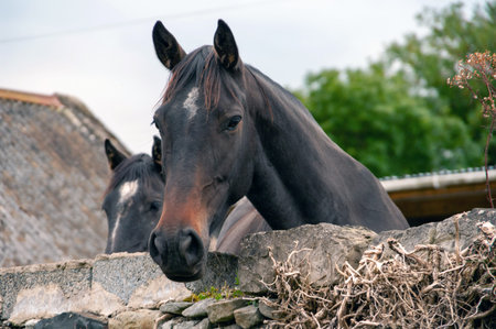 Two horses are standing next to each other, one of which is looking at the camera. The other horse...