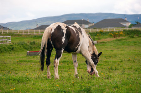 A horse is grazing in a field with a fence in the background. The horse is black and white and he is enjoying the grassの写真素材