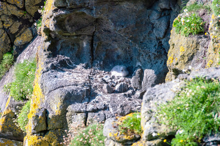 A small bird is sitting on a rock in a rocky area. The bird is surrounded by moss and flowersの写真素材