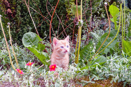 A kitten is sitting in a flower bed. The flowers are pink and yellow. The kitten is looking up at the cameraの写真素材