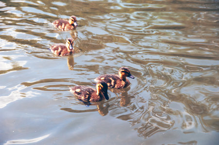 Three ducklings are swimming in a pond. The water is murky and the ducks are swimming in the middle of itの写真素材