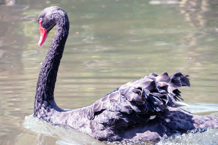 A black swan is swimming in a body of water. The swan is large and has a long neckの写真素材