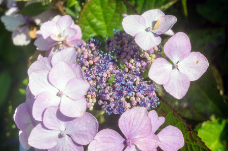 A bunch of pink flowers with blue spots. The flowers are in a garden