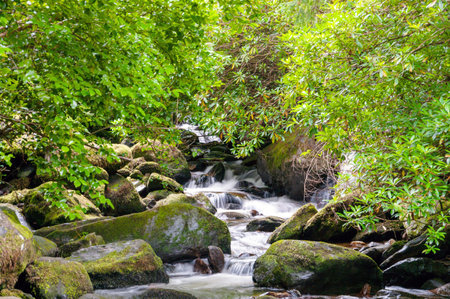A stream of water flows through a forest with moss growing on the rocks. The water is clear and calm, and the surrounding trees are lush and green. The scene is peaceful and sereneの写真素材
