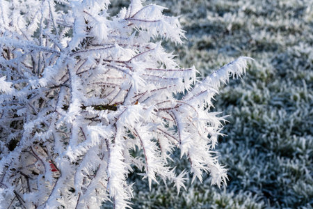 A tree branch covered in snow and ice. The branch is surrounded by a field of grass. The snow-covered tree branch stands out against the green grassの写真素材
