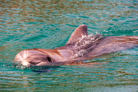 A dolphin is swimming in the ocean. The water is clear and calm. The dolphin is looking up.の写真素材
