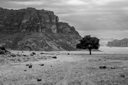 A barren desert landscape with a lone tree in the middle. The sky is cloudy and the sun is not visibleの写真素材
