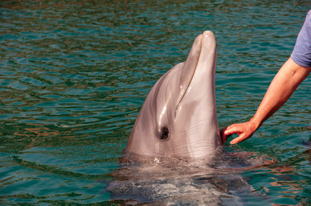 A person is touching a dolphin's head in the water. The dolphin is looking up at the person, possibly curious about the interactionの写真素材