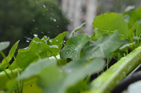 rain dropsのeditorial素材
