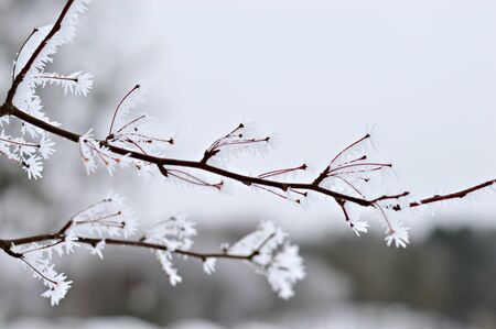 frosty branchのeditorial素材