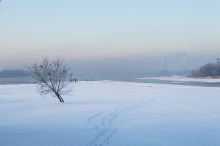 winter landscape with single tree and step trail on the snowの写真素材