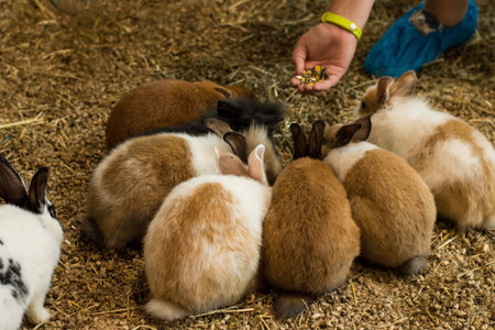 Bunnys siting in a circle and taking foodの写真素材