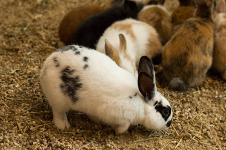 Cute white black spot bunnyの写真素材