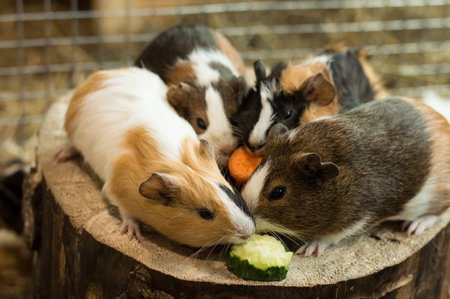 Cute guinea-pigs eating.の写真素材