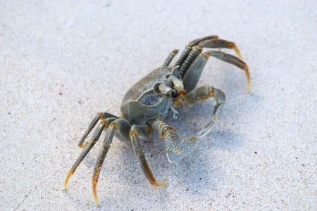 On the coast walking colorful crab in Seychelles, Mahe islandの写真素材