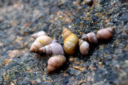 Few seashells sticked on the rock in Seychelles, Mahe islandの写真素材