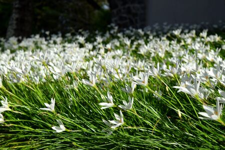 Beautiful background of white flowers growing in Seychelles, Mahe islandの写真素材