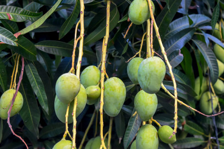 Mango fruits growing on the tree in Vietnamの写真素材