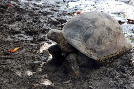 Conditionally young tortoise walking in the mud in Seychelles, Praslin islandの写真素材