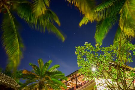 Long exposure of palm trees  and Cycad during the night in Vietnamの写真素材