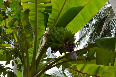 Growing Banana on Banana Tree in Vietnamの写真素材