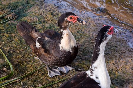 Two Vietnam ducks walking near the pondの写真素材