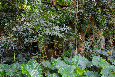Abandoned house in Seychelles jungles in Mahe islandの写真素材