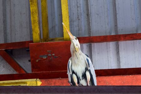 Heron is sitting on Victoria's market roof in Seychelles and looking for some foodの写真素材
