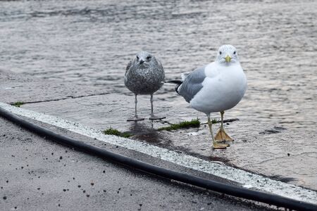 Two gulls walking in the docks in Helsinki, Finlandの写真素材