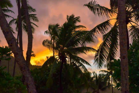 Amazing yellow sky, palm trees and landscape view at sunset after the rain in Seychelles, Mahe Islandの写真素材