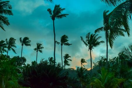 Dark palm trees and landscape silhouette view at sunset in green, aqua, blue sky in Seychelles, Mahe islandの写真素材