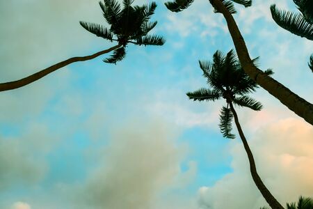Dark palm trees silhouette view from the ground at sunset in aqua, blue sky in Seychelles, Mahe islandの写真素材